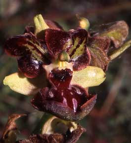 Société française d'orchidophilie. Sfo Poitou-Charentes et Vendée. Orchidées. Lusus. Labellisation des pétales. Ophrys Passionis