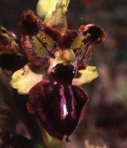 Société française d'orchidophilie. Sfo Poitou-Charentes et Vendée. Orchidées. Lusus. Labellisation des pétales. Ophrys Passionis