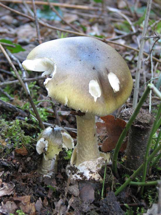 SFO Société Française d'Orchidophilie de Poitou-Charentes et Vendée. Photos Nature. Les champignons d'automne. L'Amanite phalloïde : champignon mortel.