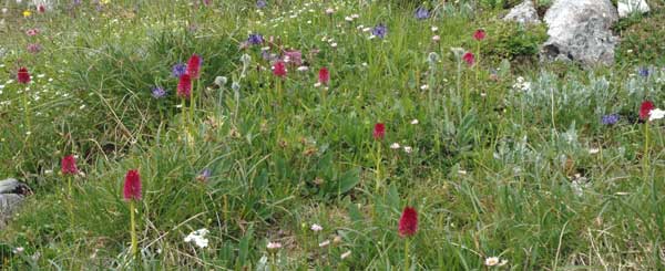 SFO Poitou-Charentes et Vendée. Orchidées Nigritelles des Dolomites et de l'Autriche. Gymnadenia rubra