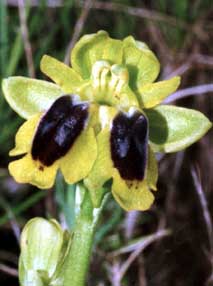 Société française d'orchidophilie. Sfo Poitou-Charentes et Vendée. Orchidées. Lusus. Dédoublement du labelle. Ophrys lutea