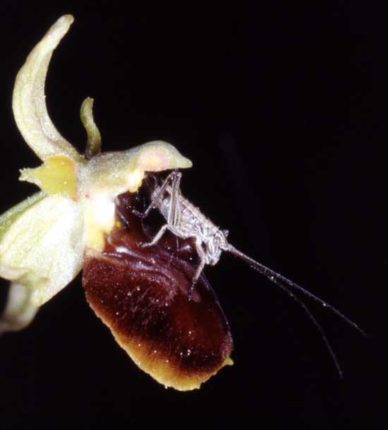 Société Française d' Orchidophilie de Poitou-Charentes et Vendée. Orchidées indigènes. Pollinisateurs. Ophrys aranifera visité par Pholidoptera griseoaptera