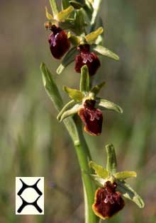 SFO Société Française d'Orchidophilie de Poitou-Charentes et Vendée. Macules d'Ophrys. Plan d'organisation. Le nombre de segments par macule est génétiquement programmé.