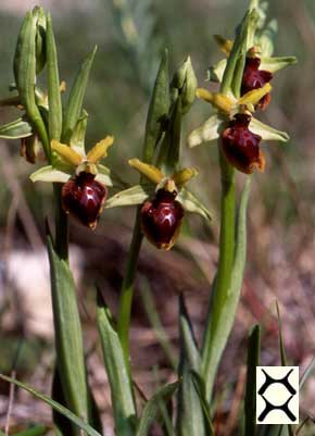 SFO Société Française d'Orchidophilie de Poitou-Charentes et Vendée. Macules d'Ophrys. Plan d'organisation. Le nombre de segments par macule est génétiquement programmé.