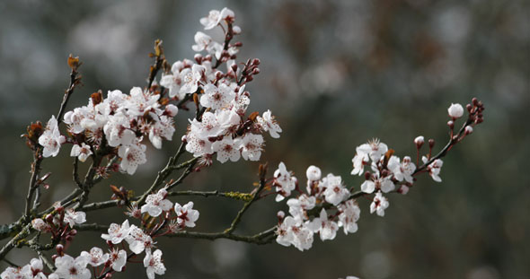 SFO Société Française d'Orchidophilie de Poitou-Charentes et Vendée. Photos Nature Eveil printemps Prunus et Mésange bleue