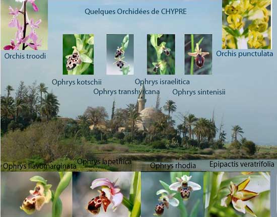 SFO Société française d'orchidophilie de Poitou-Charentes et Vendée Orchidées de Chypre 