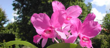 sfo Poitou-Charentes et Vendée. Orchidées exotiques. Cattleya skinneri. 