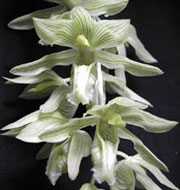 sfo Poitou-Charentes et Vendée. Orchidées exotiques. Clowesia russelliana.