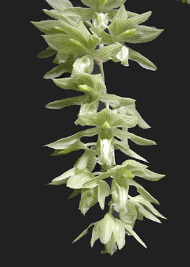 sfo Poitou-Charentes et Vendée. Orchidées exotiques. Clowesia russelliana. 