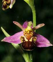 SFO Société française d'orchidophilie de Poitou-Charentes et Vendée. Orchidées indigènes. Variations sur Ophrys apifera.