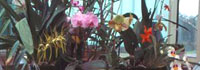  SFO Poitou-Charentes (Vienne, Charente, Charente Maritime, Deux-Sèvres) et Vendée. Orchidées exotiques. Rempoter son Orchidée. 