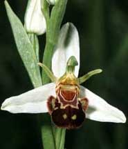 SFO Société française d'orchidophilie de Poitou-Charentes et Vendée. Orchidées indigènes. Variations sur Ophrys apifera.