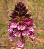 Calendrier photos Orchidées SFO Poitou-Charentes et Vendée Orchis purpurea
