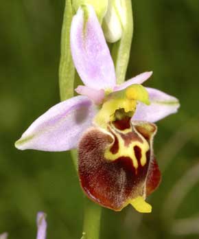  Société Française d'Orchidophilie de Poitou-Charentes et Vendée. Ophrys pseudoscolopax. Palaison (91)