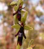 Calendrier photos Orchidées SFO Poitou-Charentes et Vendée Ophrys insectifera