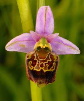 Société Française d'Orchidophilie de Poitou-Charentes et Vendée. Hybride Ophrys Scolopax x Ophrys apifera. Vendée (85)