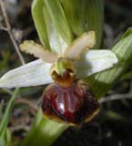 Calendrier photos Orchidées SFO Poitou-Charentes et Vendée Ophrys marzuola 