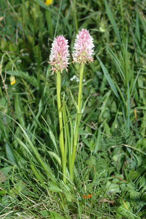 SFO Poitou-Charentes et Vendée. Orchidées Nigritelles des Dolomites et de l'Autriche. Gymnadenia stiriaca