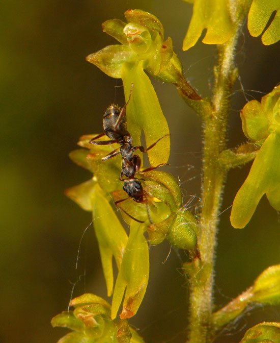 Société Française d' Orchidophilie de Poitou-Charentes et Vendée. Orchidées indigènes. Pollinisateurs. Listera ovata visitée par une fourmi.