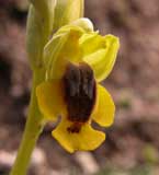 Calendrier photos Orchidées SFO Poitou-Charentes et Vendée Ophrys lutea