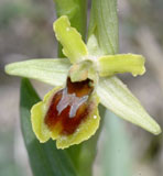 Calendrier photos Orchidées SFO Poitou-Charentes et Vendée Ophrys araneola