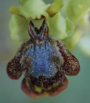 SFO Poitou-Charentes et Vendée. Voyage de la SFO PCV sur les Côtes languedocienne et catalane. Hybride Ophrys speculum x Ophrys lupercalis. Massif de la Clape.