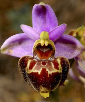 Société Française d'Orchidophilie de Poitou-Charentes et Vendée. Ophrys pseudoscolopax. Martigues (13)