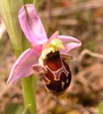 Calendrier photos Orchidées SFO Poitou-Charentes et Vendée Ophrys scolopax