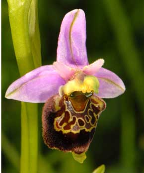 Société Française d'Orchidophilie de Poitou-Charentes et Vendée. Hybride Ophrys Scolopax x Ophrys apifera. Vendée (85)