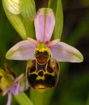 Société Française d'Orchidophilie de Poitou-Charentes et Vendée. Hybride Ophrys Scolopax x Ophrys apifera. Le Coudret (Vendée 85)