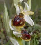 Calendrier photos Orchidées SFO Poitou-Charentes et Vendée Ophrys marzuola 