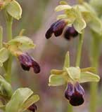 Calendrier photos Orchidées SFO Poitou-Charentes et Vendée Ophrys sulcata