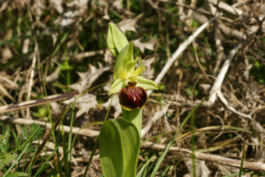  Entrée en floraison de l'Ophrys suboccidentalis 