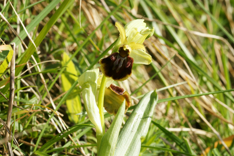 PHOTOS DU JOUR - 21 Février 2020 - Entrée en floraison de l'Ophrys suboccidentalis 