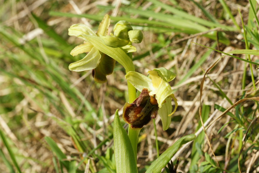 Ophrys suboccidentalis