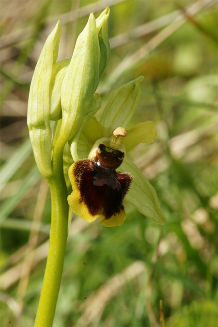 Caractères d'Ophrys suboccidentalis