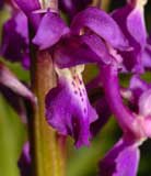 Calendrier photos Orchidées SFO Poitou-Charentes et Vendée Orchis mascula