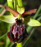 Calendrier photos Orchidées SFO Poitou-Charentes et Vendée Ophrys passionis