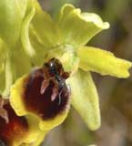 Calendrier photos Orchidées SFO Poitou-Charentes et Vendée Ophrys araneola