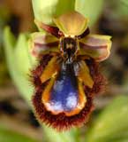 Calendrier photos Orchidées SFO Poitou-Charentes et Vendée Ophrys speculum