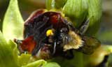 Société Française d' Orchidophilie de Poitou-Charentes et Vendée. Orchidées indigènes. Pollinisateurs. Ophrys aranifera visité par une Andrène : Andrena thoracica.