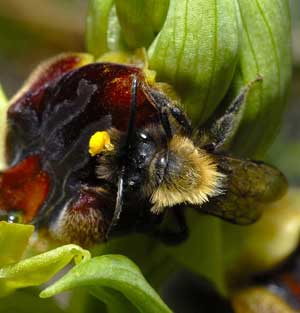 Société Française d' Orchidophilie de Poitou-Charentes et Vendée. Orchidées indigènes. Pollinisateurs. Ophrys aranifera visité par une Andrène : Andrena thoracica.
