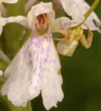 SFO Poitou-Charentes (Vienne, Deux-Sèvres, Charente, Charente-Maritime) et Vendée. Orchidées indigènes. Calendrier photographique de floraison. Dactylorhiza maculata