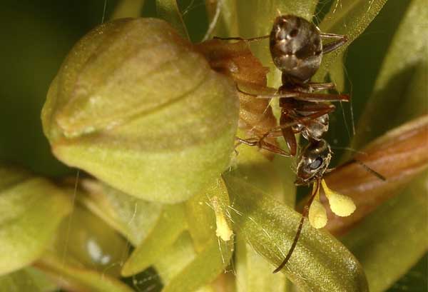 Société Française d' Orchidophilie de Poitou-Charentes et Vendée. Orchidées indigènes. Pollinisateurs. Dactylorhiza viridis visité par une fourmi : Formica sp.