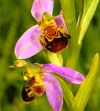 SFO Poitou-Charentes (Vienne, Deux-Sèvres, Charente, Charente-Maritime) et Vendée. Orchidées indigènes. Calendrier photographique de floraison. Ophrys apifera.