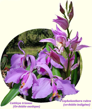 Orchidées indigènes et Orchidées exotiques : passion également partagée