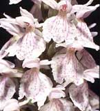 SFO Poitou-Charentes (Vienne, Deux-Sèvres, Charente, Charente-Maritime) et Vendée. Orchidées indigènes. Calendrier photographique de floraison. Dactylorhiza ericetorumi.