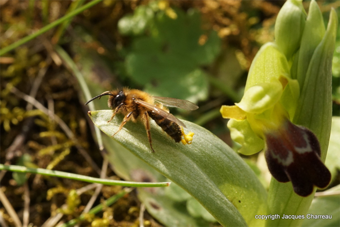 14 mars 2018 Pseudocopulation abdominale pratiquée par une Andrène sur Ophrys lupercalis 
