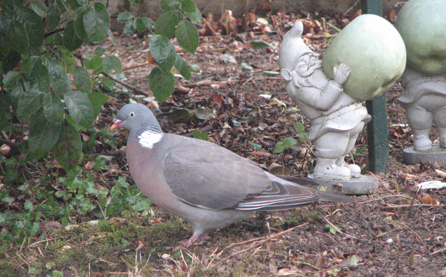 Le Pigeon ramier ou Palombe (Columba palumbus) 