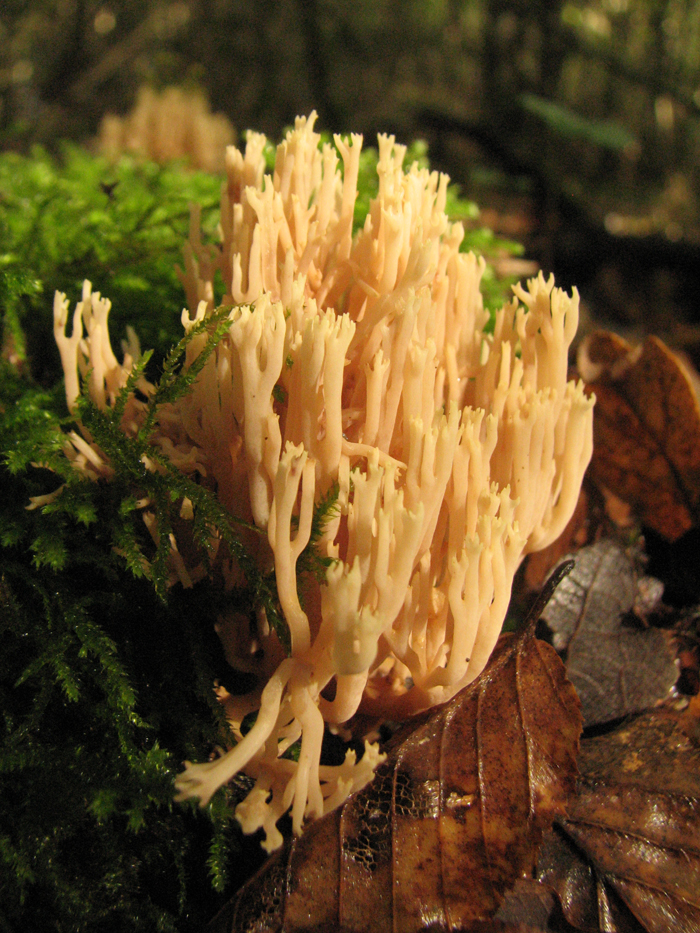 La Clavaire étroite (Clavaria stricta) Champignon basidiomycète)
